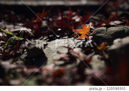 京都の秋紅葉狩り 京都の秋紅葉狩り 120599301
