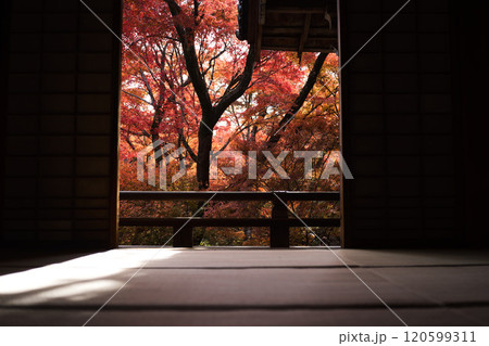 京都の秋紅葉狩り 京都の秋紅葉狩り 120599311