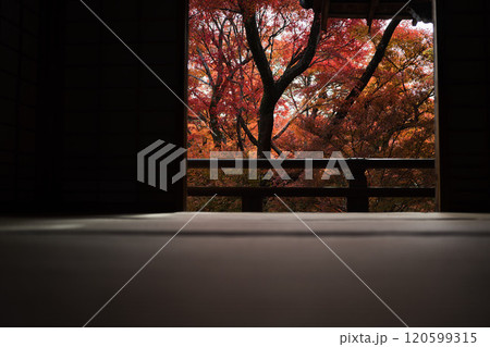京都の秋紅葉狩り 京都の秋紅葉狩り 120599315