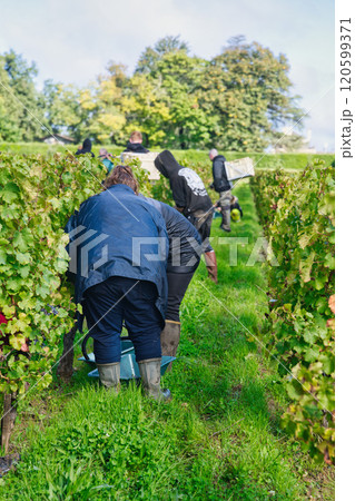 ボルドーサンテミリオンの手摘みのカベルネフラン 120599371