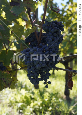 フランスボルドーサンテミリオンの収穫間近のカベルネフラン 120599383