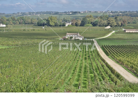 フランスボルドーのブドウ畑 120599399