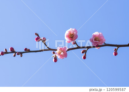 ピンクの梅の花 120599587