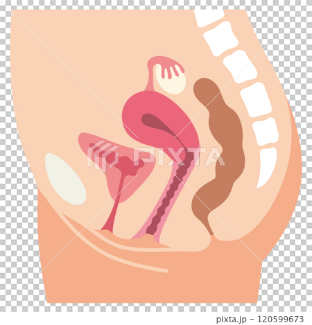 子宮 女性生殖器の断面図 婦人病 医療 子宮 女性生殖器の断面図 婦人病 医療 120599673