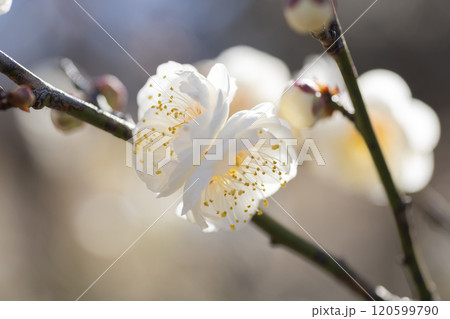 白い梅の花 白い梅の花 120599790