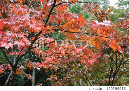 玉城 廣泰寺 紅葉 玉城 廣泰寺 紅葉 120599918