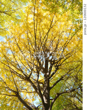 黄色に染まったイチョウの木｜都立赤塚公園 120600132