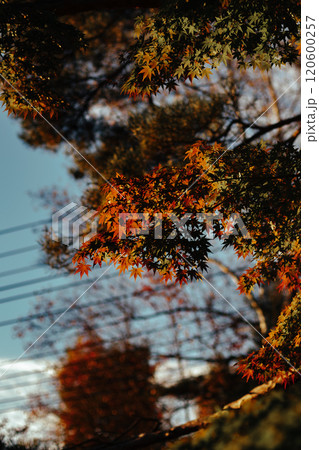 朝日に照らされる紅葉 120600257