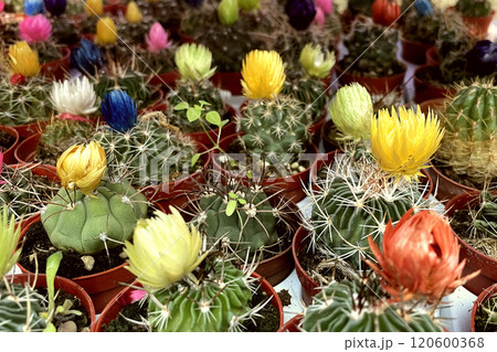 Colorful Cactus Blooms in Full Bloom.A vibrant collection of colorful cactus flowers in full bloom, perfect for adding a touch of nature to any project. Colorful Cactus Blooms in Full Bloom.A vibrant collection of colorful cactus flowers in full bloom, perfect for adding a touch of nature to any project. 120600368
