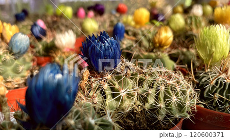 Colorful Cactus Blooms in Full Bloom.A vibrant collection of colorful cactus flowers in full bloom, perfect for adding a touch of nature to any project. Colorful Cactus Blooms in Full Bloom.A vibrant collection of colorful cactus flowers in full bloom, perfect for adding a touch of nature to any project. 120600371