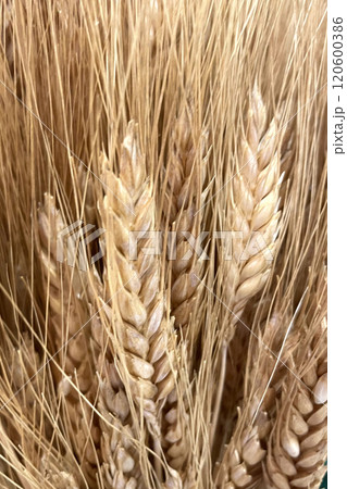 Golden wheat ears.Close-up of ripe wheat ears. Sign of a bountiful harvest.Detailed view of natural wheat ears. Golden wheat ears.Close-up of ripe wheat ears. Sign of a bountiful harvest.Detailed view of natural wheat ears. 120600386