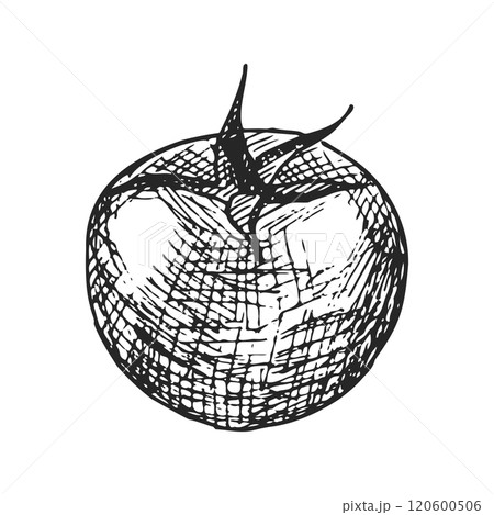 Pen and Ink hand drawn tomato on white background Pen and Ink hand drawn tomato on white background 120600506