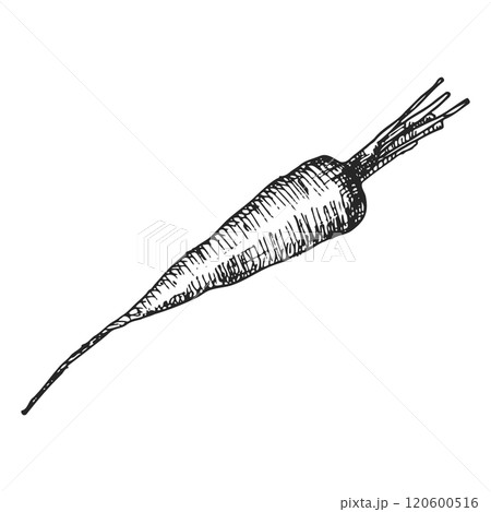 Pen and Ink hand drawn carrot on white background 120600516
