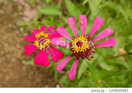 Sunny summer day.In a flower bed in a large number various zinnias grow and blossom. Sunny summer day.In a flower bed in a large number various zinnias grow and blossom. 120600961