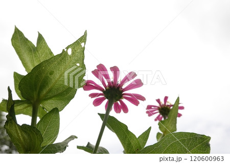 Sunny summer day.In a flower bed in a large number various zinnias grow and blossom. Sunny summer day.In a flower bed in a large number various zinnias grow and blossom. 120600963