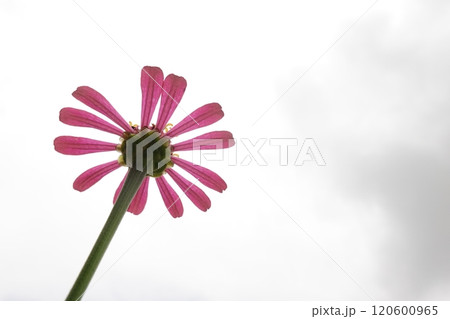 Sunny summer day.In a flower bed in a large number various zinnias grow and blossom. 120600965