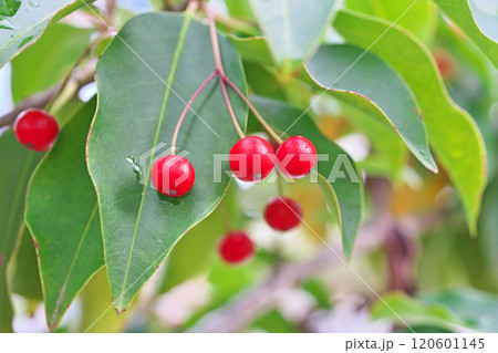 雨粒とソヨゴの赤い実(秋、十一月) 雨粒とソヨゴの赤い実(秋、十一月) 120601145