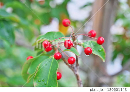 雨粒とソヨゴの赤い実（秋、十一月） 120601148