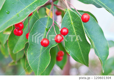 雨粒とソヨゴの赤い実（秋、十一月） 120601304