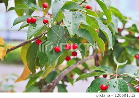 雨粒とソヨゴの赤い実（秋、十一月） 120601312