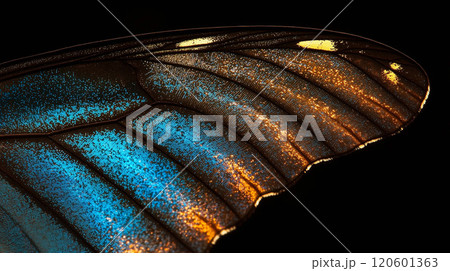 Stunning Close-Up of a Butterfly Wing with Bright Colors and Intricate Natural Patterns 120601363