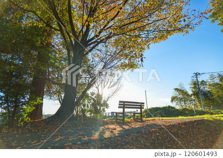 秋の公園のベンチと紅葉 120601493