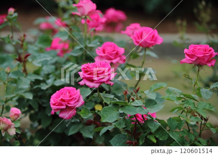 荒尾市 おもやい市民花壇 バラの花、 荒尾市 おもやい市民花壇 バラの花、 120601514