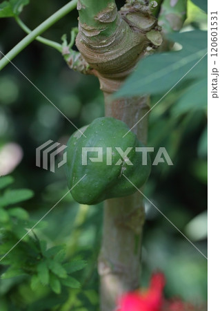 レッドレディーパパイアの青い実 120601531