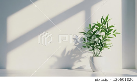 観葉植物と光が差し込む白い部屋 観葉植物と光が差し込む白い部屋 120601820