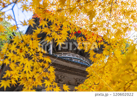 高野山　壇上伽藍　紅葉に包まれた西塔 120602022