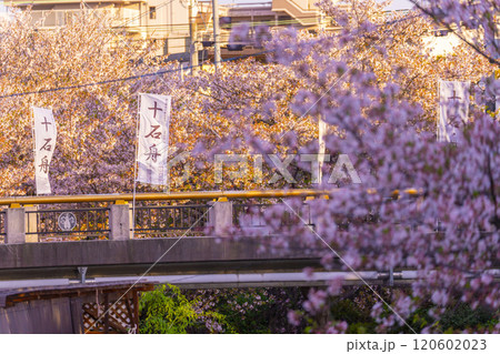 京都伏見　満開の桜と弁天橋 120602023