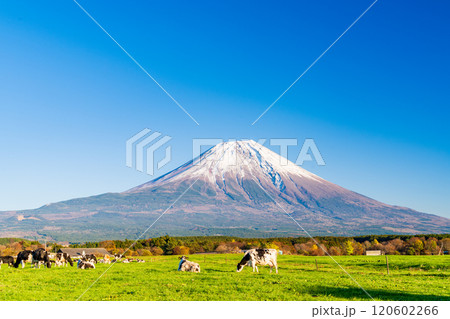 【静岡県】朝霧高原の放牧された牛と富士山 【静岡県】朝霧高原の放牧された牛と富士山 120602266