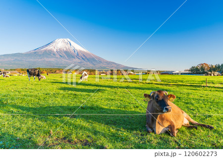 【静岡県】朝霧高原の放牧された牛と富士山 【静岡県】朝霧高原の放牧された牛と富士山 120602273