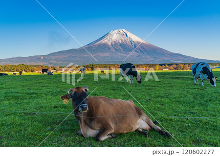【静岡県】朝霧高原の放牧された牛と富士山 120602277