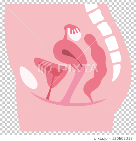 子宮　女性生殖器の断面図　婦人病　医療 120602318