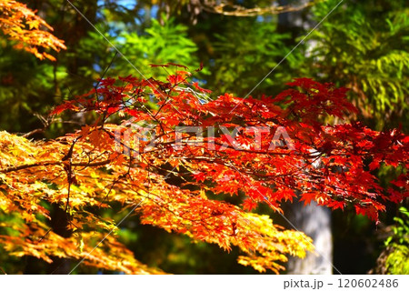 高野山紅葉ツアー 120602486