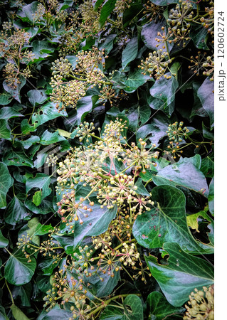 Ivy Leaves with Clusters of Flowers 120602724