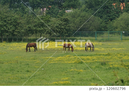 Horses Grazing in a Lush Meadow 120602796