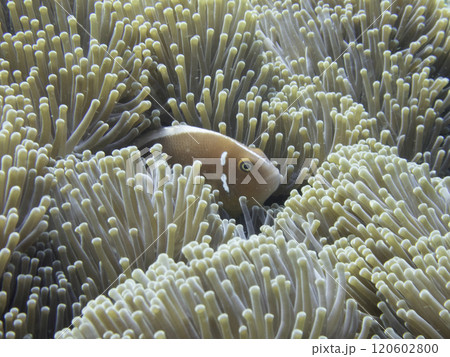 スカンクアネモネフィッシュ 120602800