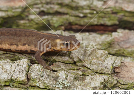 Closeup on a juvenile Northern banded newt, Ommatotriton ophryticus 120602801