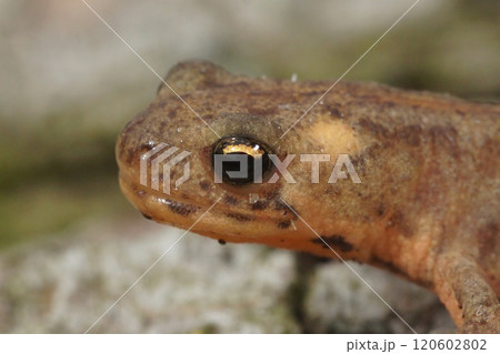 Closeup on a juvenile Northern banded newt, Ommatotriton ophryticus Closeup on a juvenile Northern banded newt, Ommatotriton ophryticus 120602802
