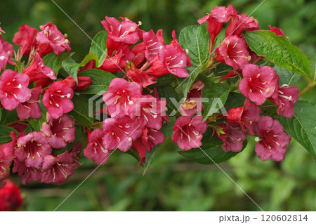 Vibrant Pink Weigela Flowers in Bloom Vibrant Pink Weigela Flowers in Bloom 120602814
