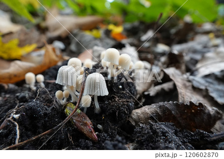Closeup on an aggregation of the small fairy inkcap or trooping crumble cap, Coprinellus disseminatus Closeup on an aggregation of the small fairy inkcap or trooping crumble cap, Coprinellus disseminatus 120602870