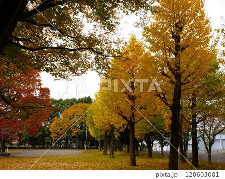 新座栄緑道の秋 120603081