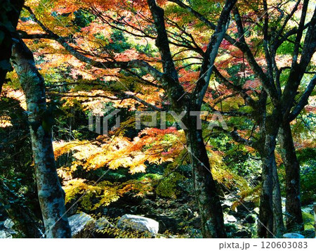 岡山豪渓紅葉 岡山豪渓紅葉 120603083