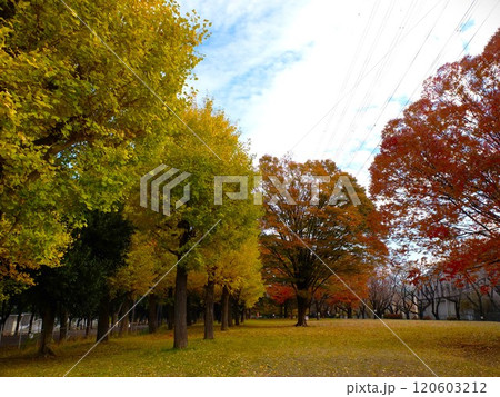 秋の新座栄緑道 120603212