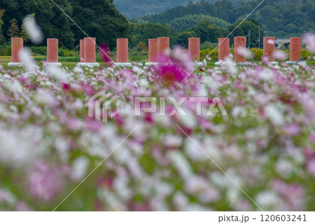 奈良県藤原京跡のコスモス畑 奈良県藤原京跡のコスモス畑 120603241