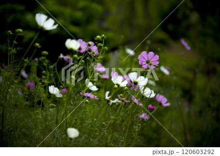 奈良県藤原京跡のコスモス畑 奈良県藤原京跡のコスモス畑 120603292