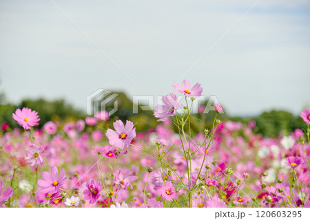 奈良県藤原京跡のコスモス畑 120603295