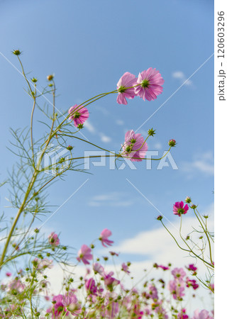 奈良県藤原京跡のコスモス畑 120603296
